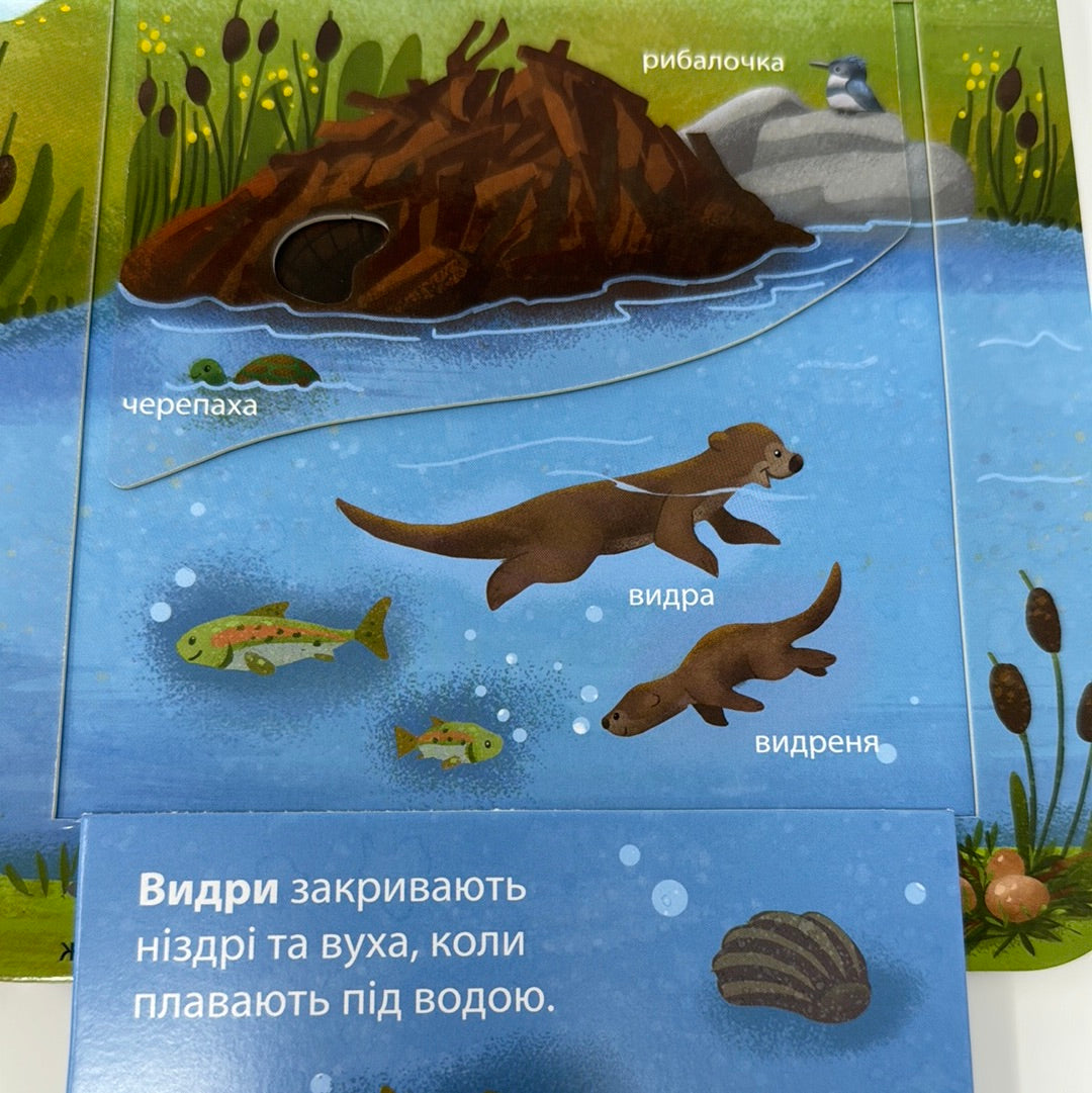 Хто живе у лісі? Зазирни у віконце. Джей Ґарнетт / Книги-картонки для малят українською