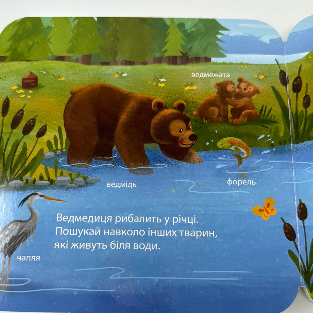 Хто живе у лісі? Зазирни у віконце. Джей Ґарнетт / Книги-картонки для малят українською