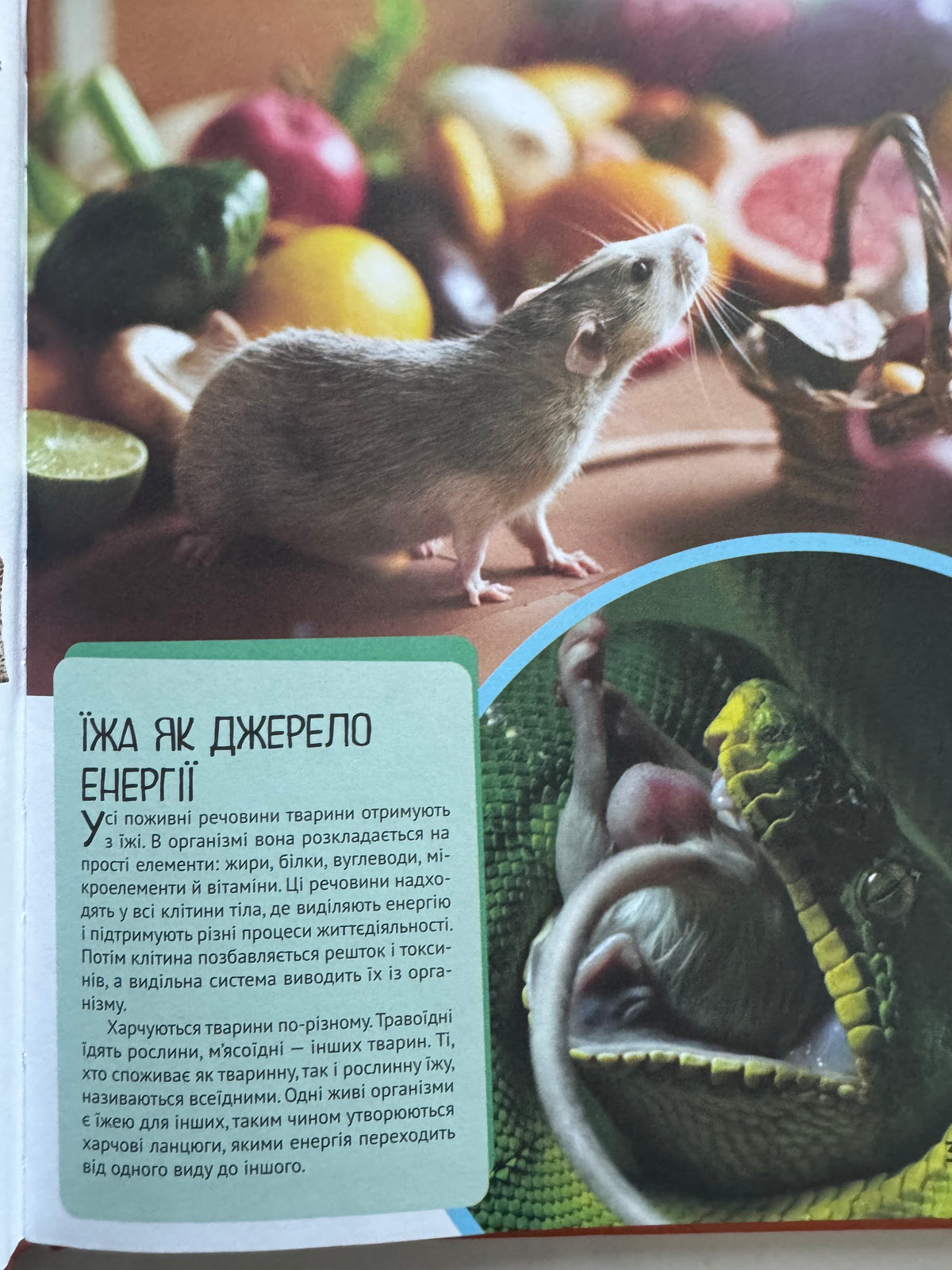 Тварини. Дитяча ілюстрована енциклопедія / Дитячі енциклопедії купити українською
