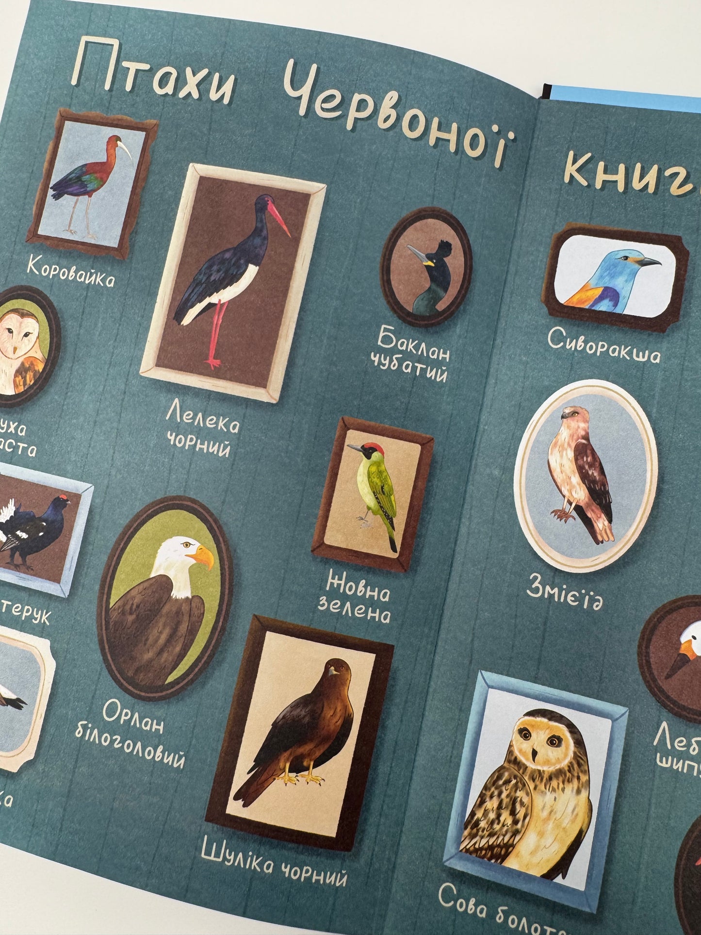 Чарокрил. Птахи Червоної книги України / Книги про Україну та її фауну для дітей, авторські казки