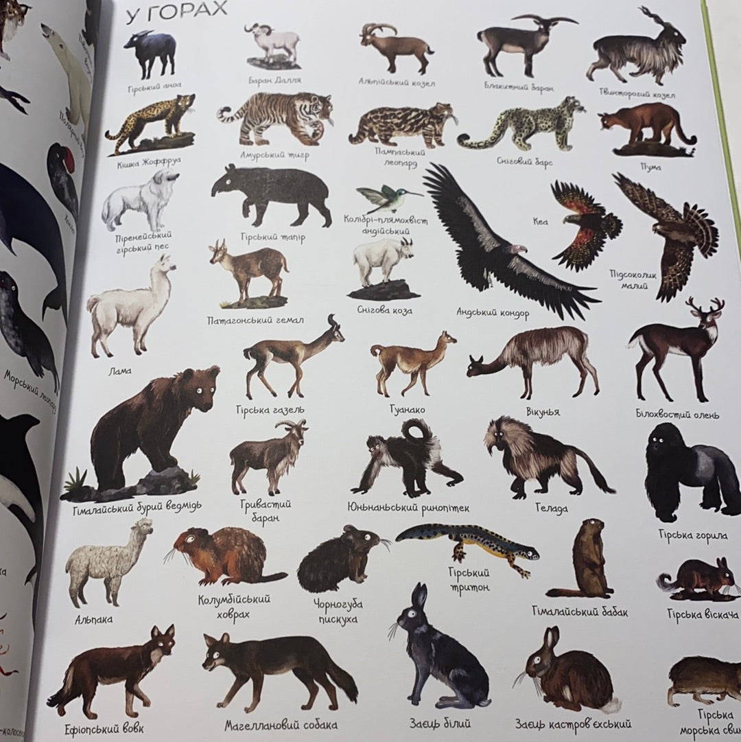1000 назв тварин. Енциклопедія / Пізнавальні книги для дітей українською